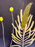 Billy Buttons and Banksia #2