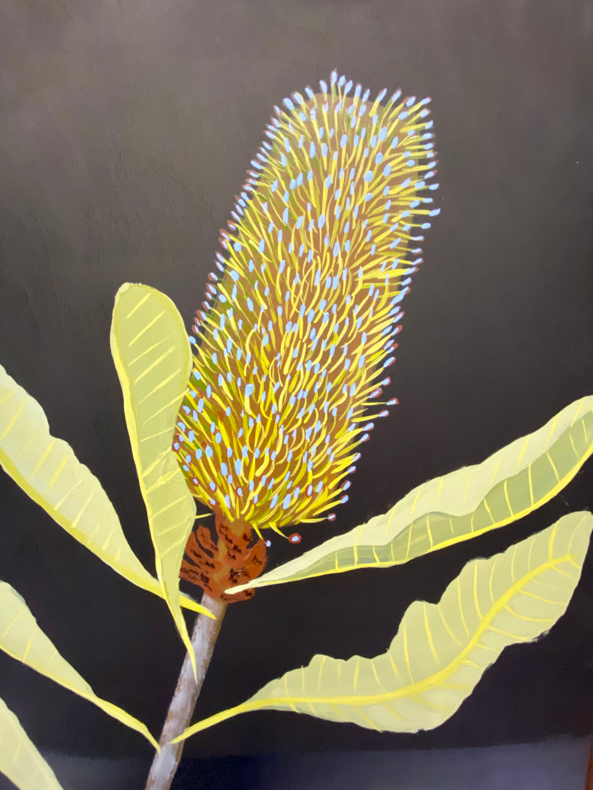 Swamp Banksia