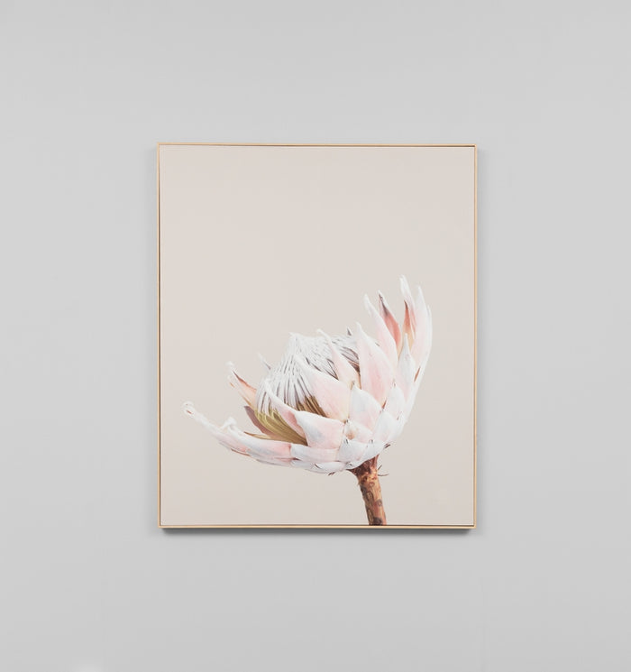 King Protea Portrait